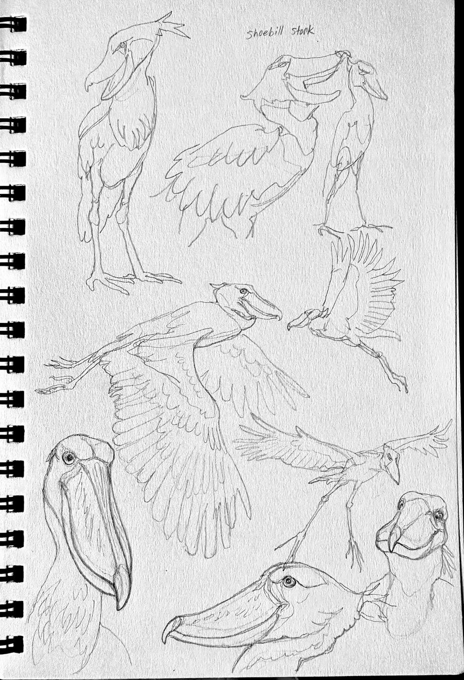 Shoebill sketches, graphite