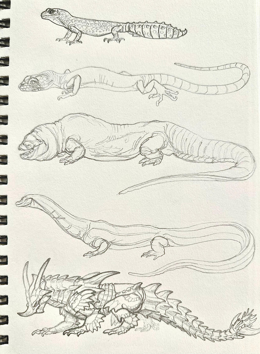 Lizard sketches, graphite